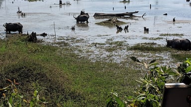 On the way to the temple, stopped to watch the water buffalo eat breakfast.