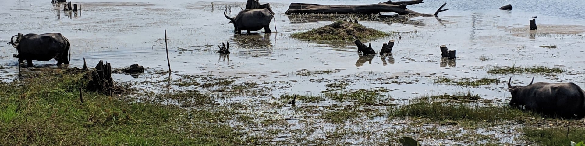 On the way to the temple, stopped to watch the water buffalo eat breakfast.