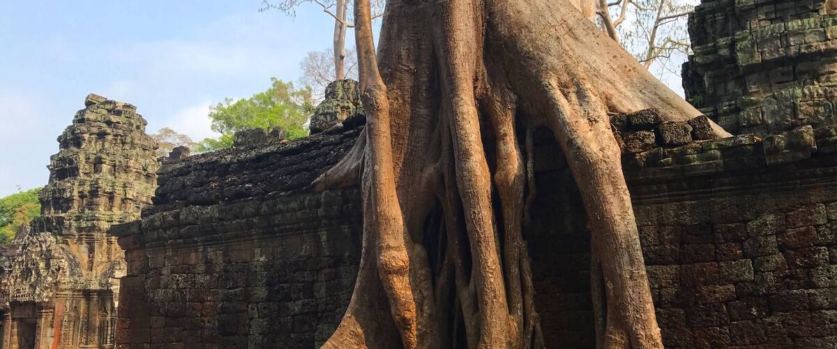 Ta Promh temple. The jungle has taken over!