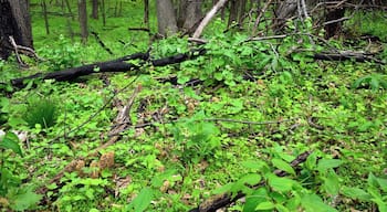 A beautiful patch of wild morels that took some time to harvest. I walked up on this dead tree and could not believe my good fortune. You have to look closely and blow up the picture to see all the large yellow honeycomb shaped wild mushrooms. These only grow for a 2 week period in the Spring and most people guard their locations very carefully.