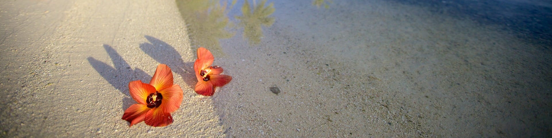 Tahiti showing a sandy beach and flowers