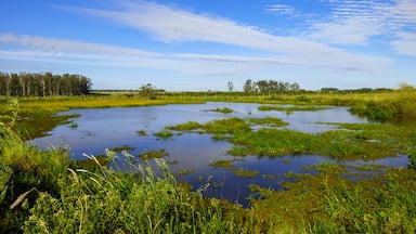 A wetland with water, grass, and trees under a blue sky.