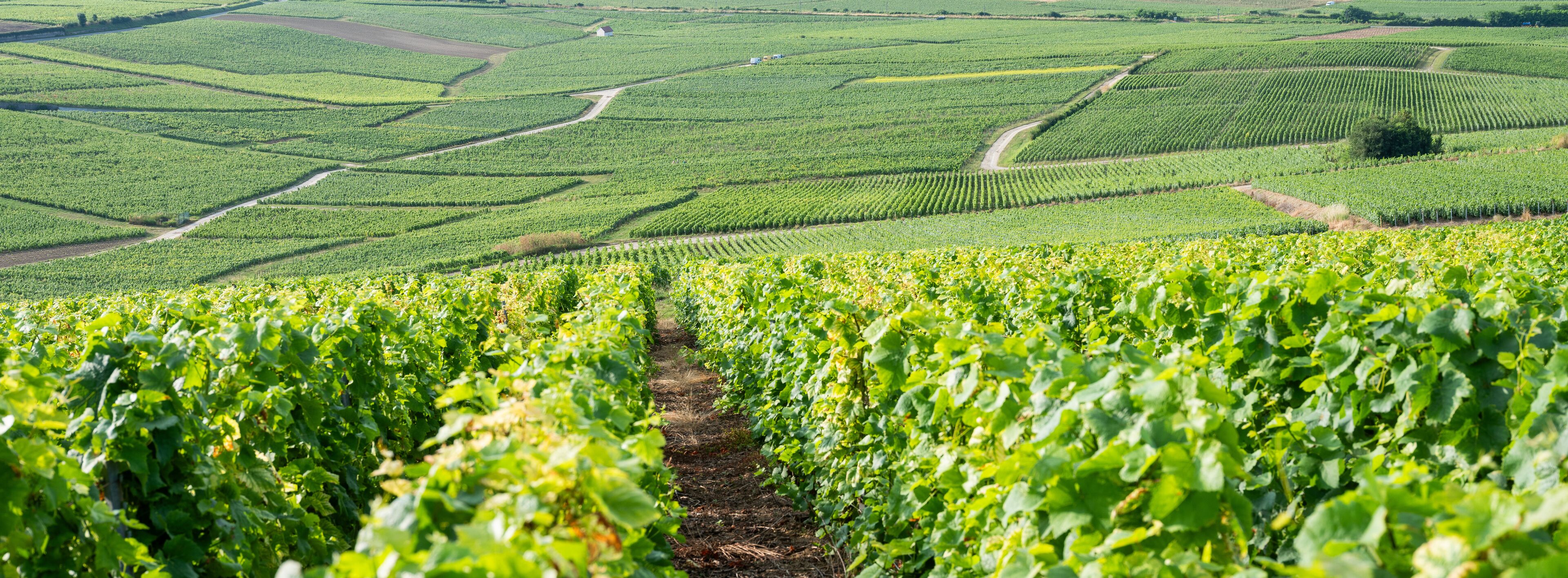 vineyards in the champagne region between reims and epernay in france