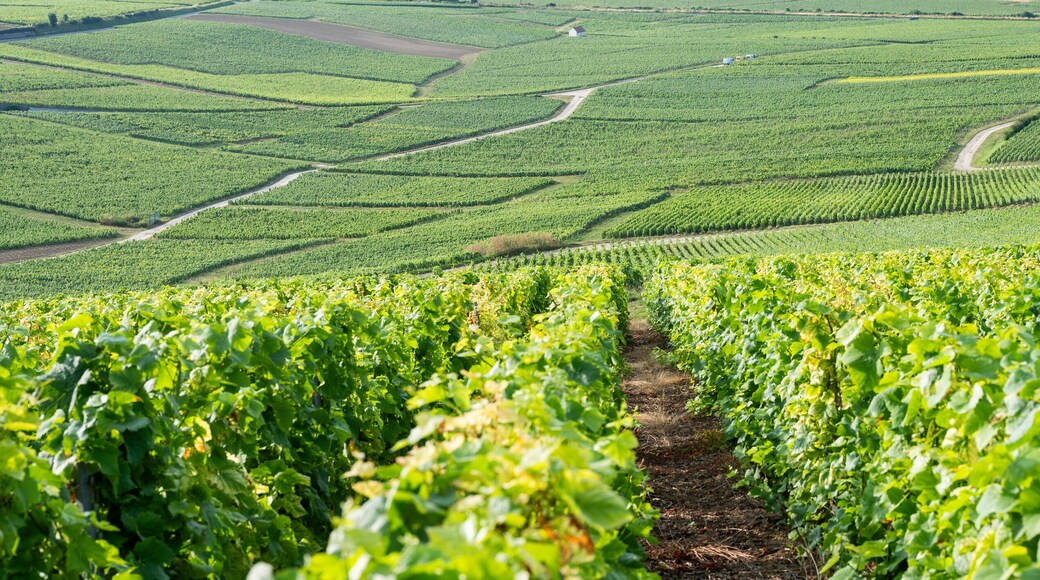 vineyards in the champagne region between reims and epernay in france