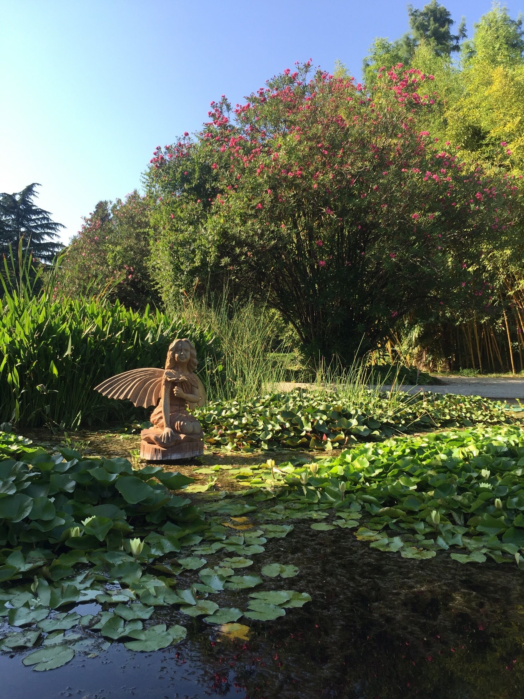 Пруд в парке. Адлер.