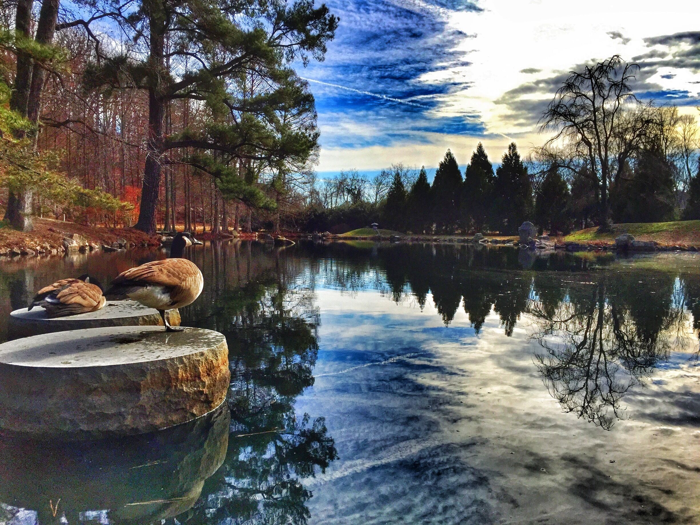 Japanese Garden lake at Maymont in Richmond, VA. 