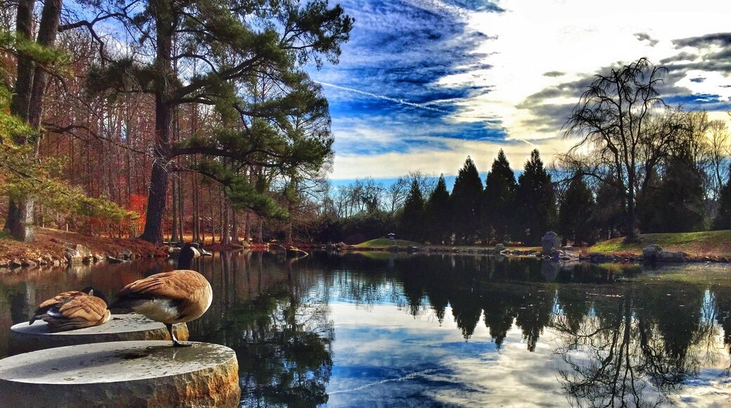 Japanese Garden lake at Maymont in Richmond, VA.