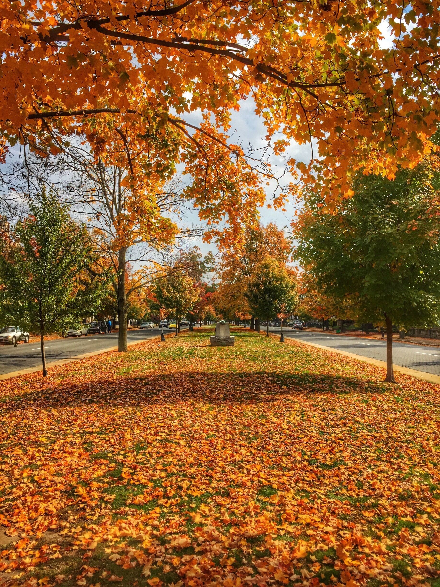 Monument Ave in the fall.