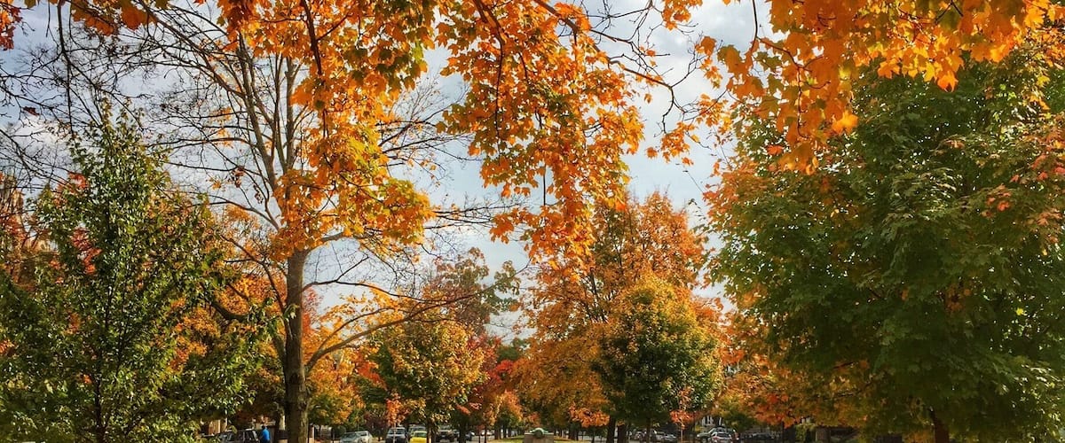 Monument Ave in the fall.