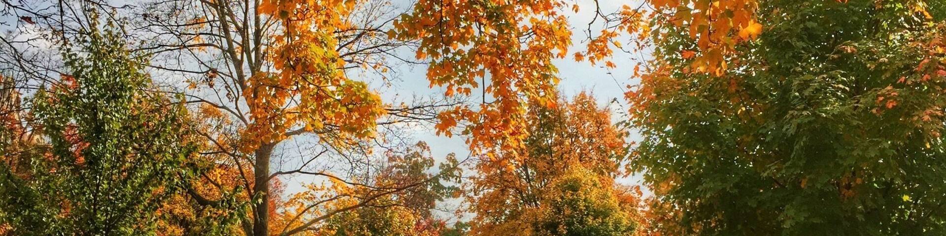 Monument Ave in the fall.