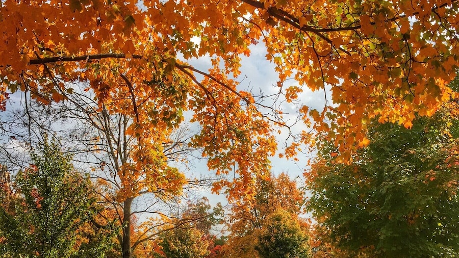 Monument Ave in the fall.