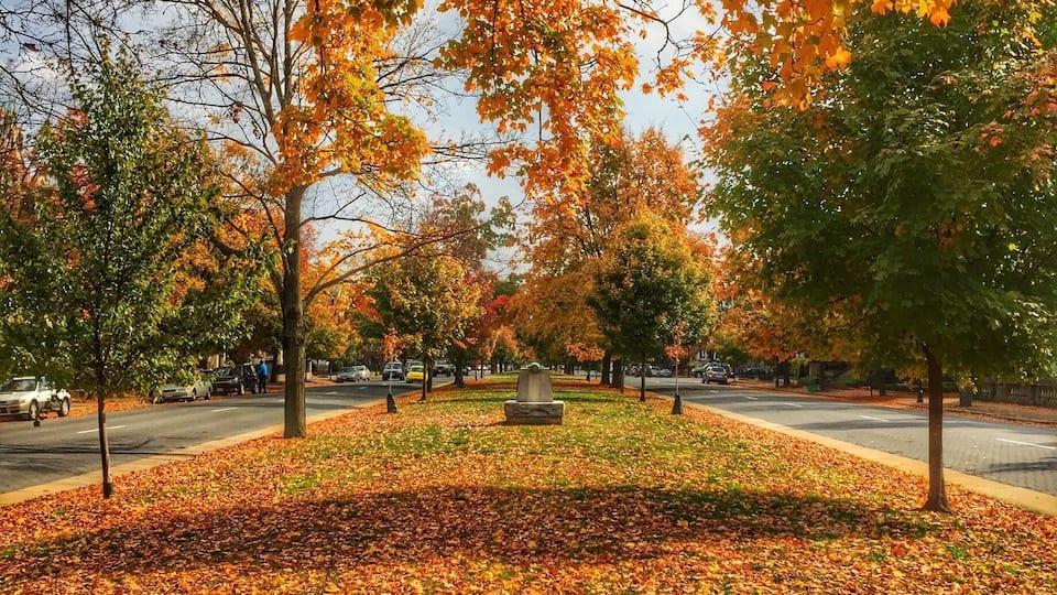 Monument Ave in the fall.
