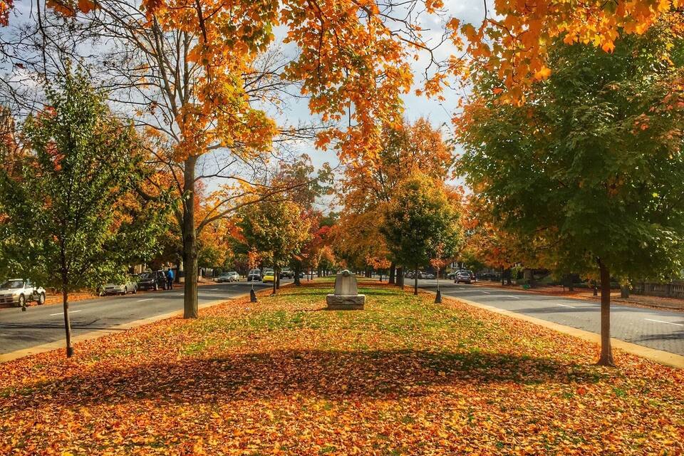 A park with autumn leaves on the ground and trees with orange leaves.