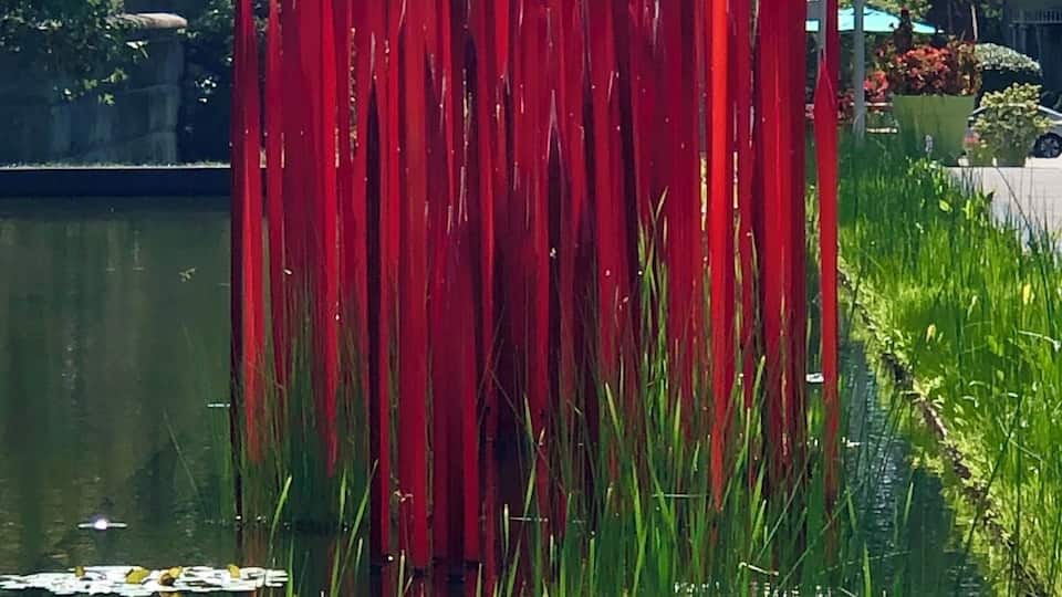 A pond with red plants and white flowers.