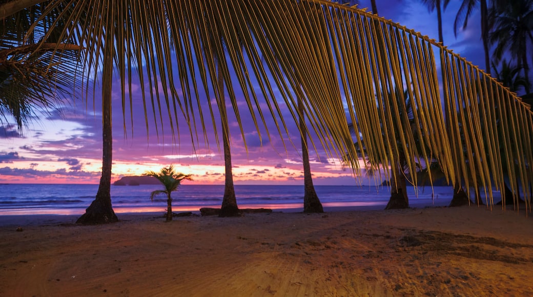 Ein Strand mit Palmen und einem Sonnenuntergang über dem Ozean.