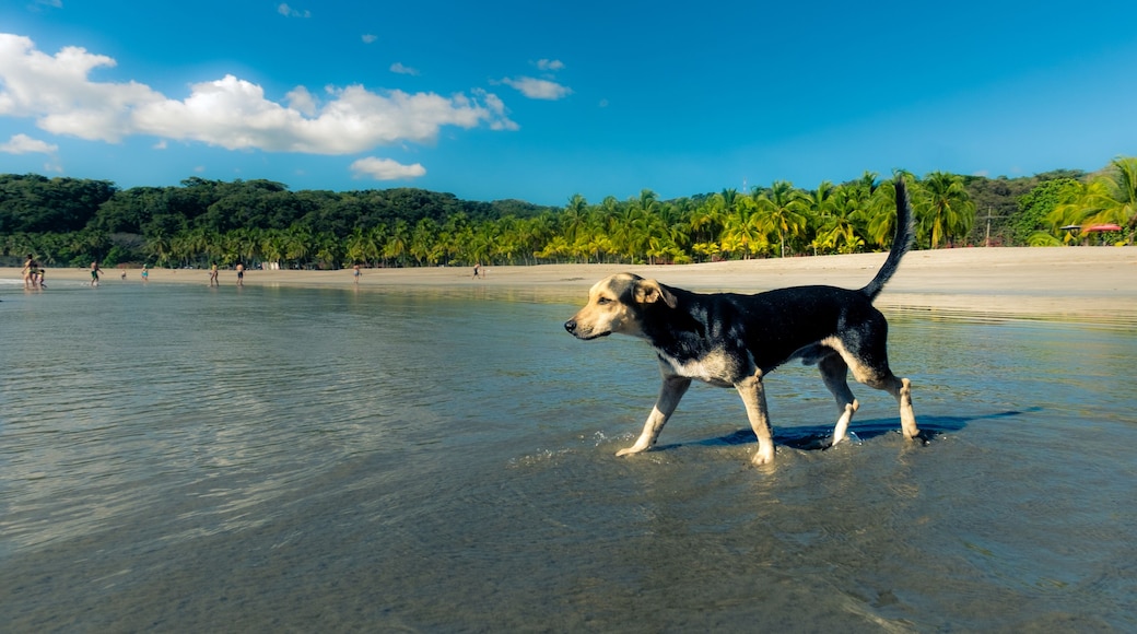 Little dog exploring the beach at Puerto Carrillo, Costa Rica