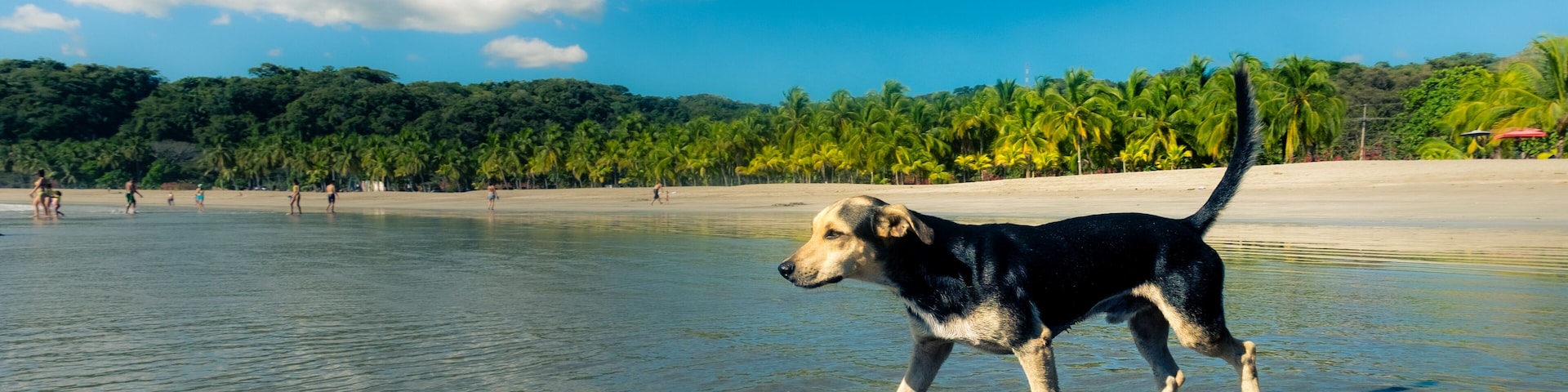 Little dog exploring the beach at Puerto Carrillo, Costa Rica