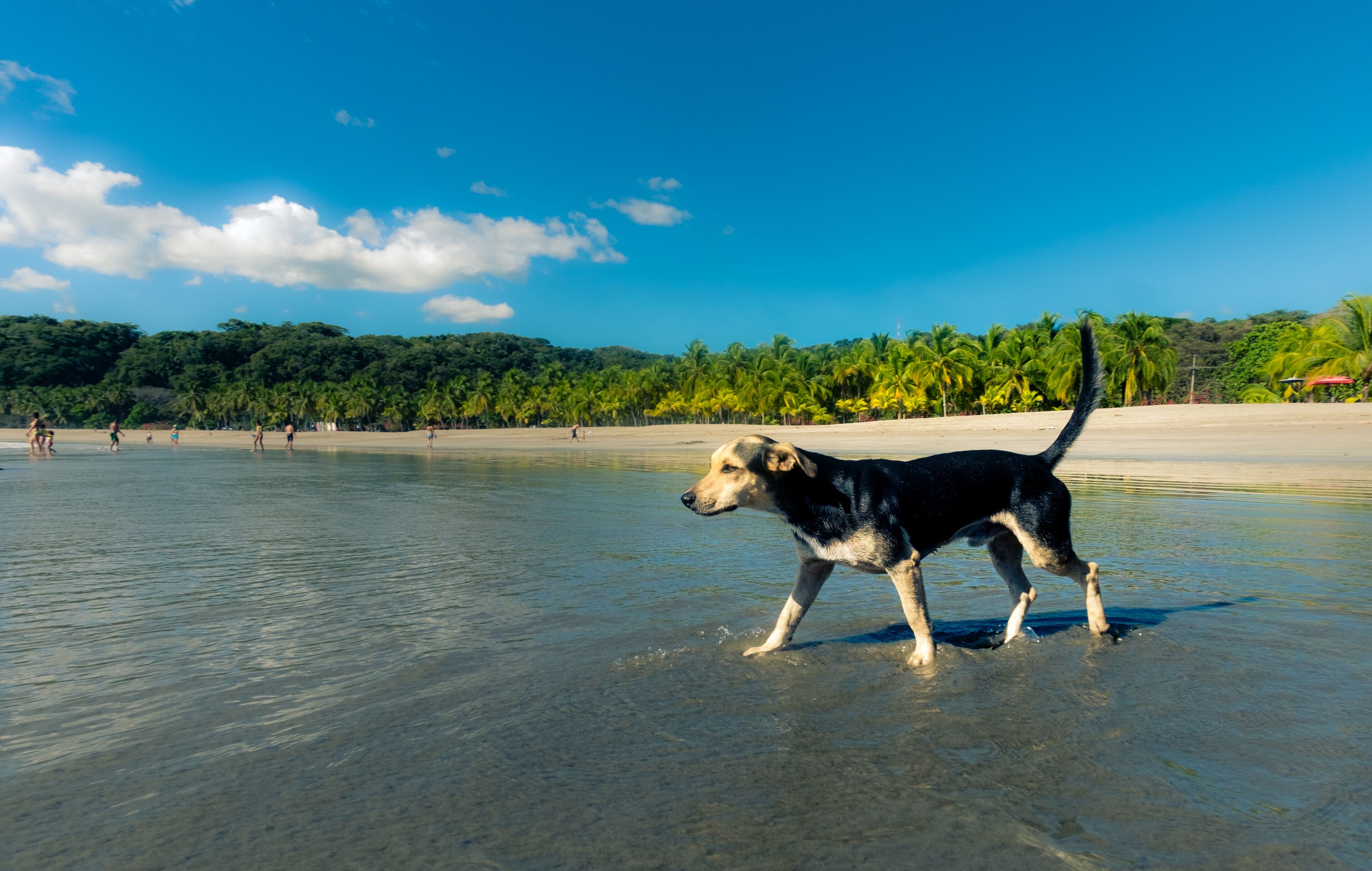 A dog walking on a beach with palm trees and a clear sky in the background.