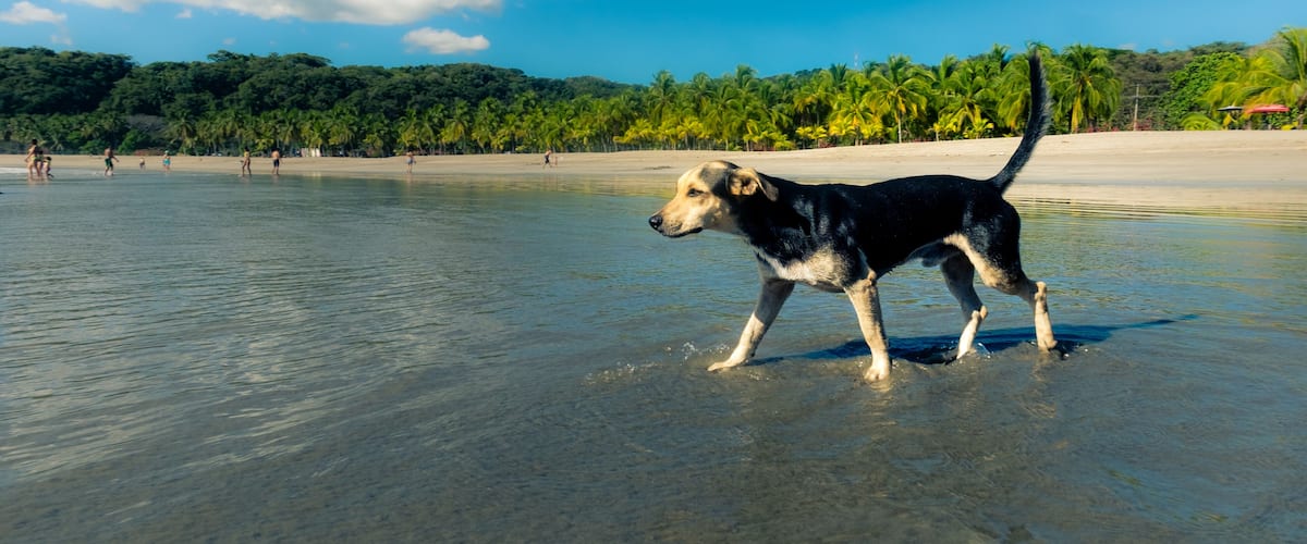 A dog walking on a beach with palm trees and a clear sky in the background.