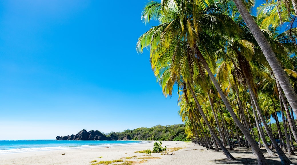 Palms at the beach in Puerto Carrillo, Costa Rica in opposite light. Puerto Carrillo is a small village at the Pacific Coast on the Peninsula Nicoya.