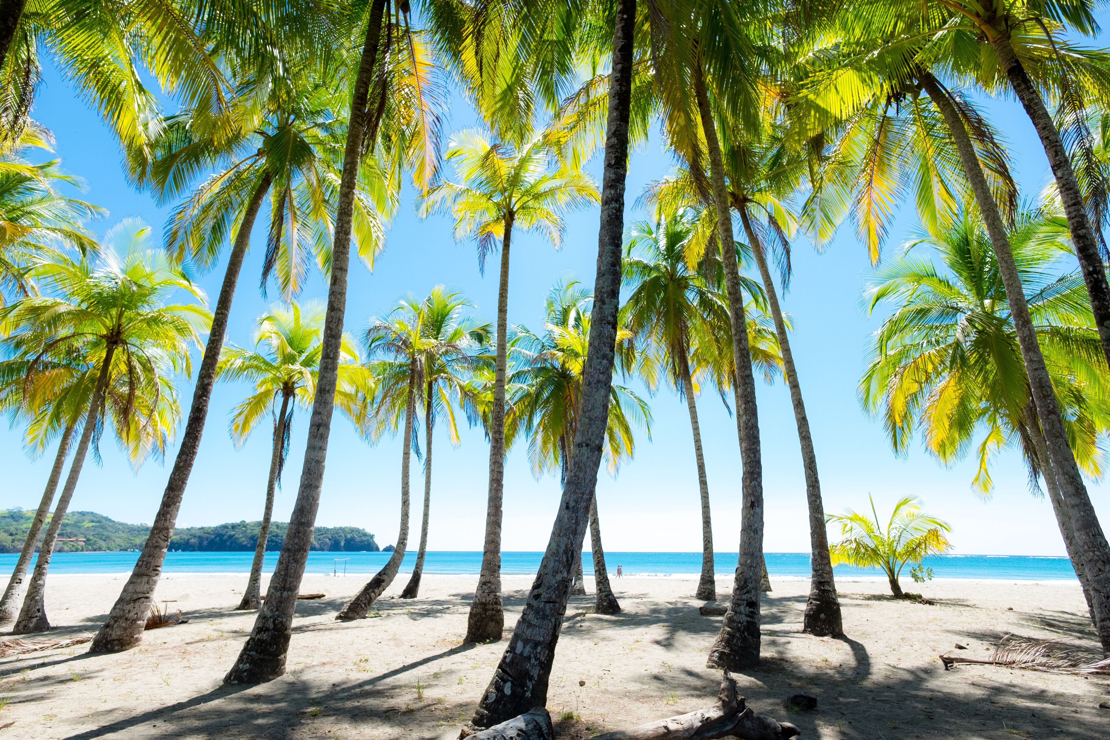 Palms at the beach in Puerto Carrillo, Costa Rica in opposite light. Puerto Carrillo is a small village at the Pacific Coast on the Peninsula Nicoya.