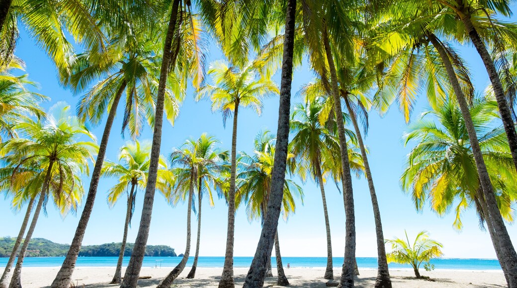 Palms at the beach in Puerto Carrillo, Costa Rica in opposite light. Puerto Carrillo is a small village at the Pacific Coast on the Peninsula Nicoya.