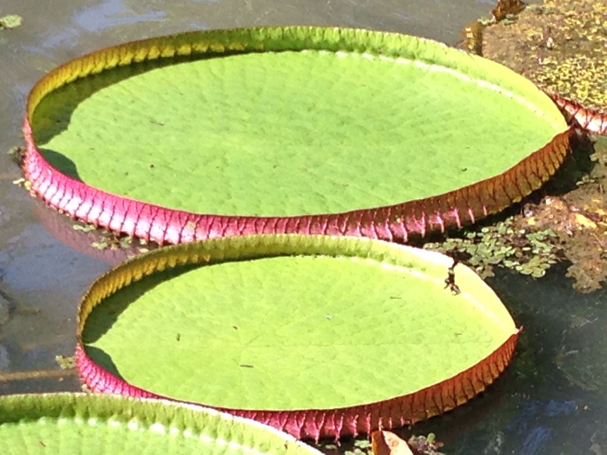 Victoria Regia
The species has very large leaves, up to 3 m in diameter, that float on the water's surface on a submerged stalk, 7–8 m in length. The species was once called Victoria regia after Queen Victoria, but the name was superseded. V. amazonica is native to the shallow waters of the Amazon River basin, such as oxbow lakes and bayous.

Source: Wikipedia