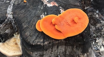 A piece of orange fungus on a dark, textured tree stump.