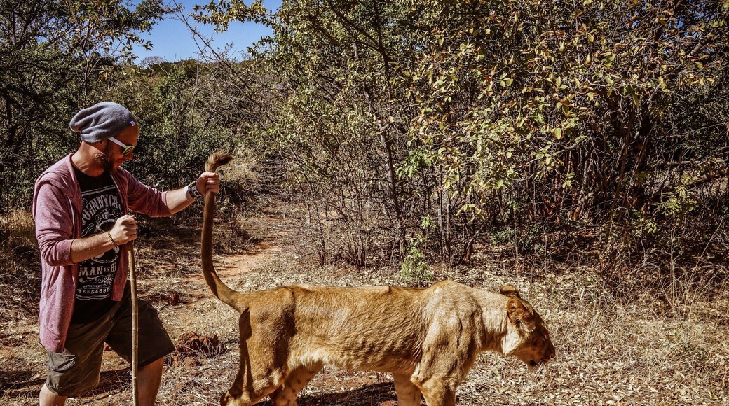 While in Zambia, we decided to check out Mukuni Big five safaris, a local conservation effort that houses and protects animals that have been victims of poachers. A great organization that taught us about lions while we went walking in the bush with the mighty creatures. #colorful