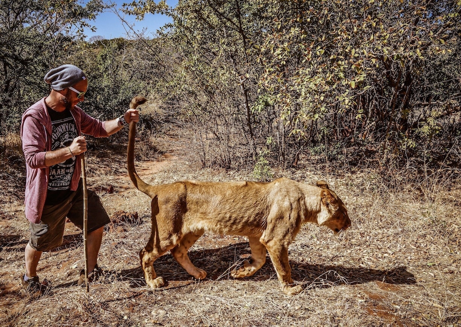 While in Zambia, we decided to check out Mukuni Big five safaris, a local conservation effort that houses and protects animals that have been victims of poachers. A great organization that taught us about lions while we went walking in the bush with the mighty creatures. #colorful