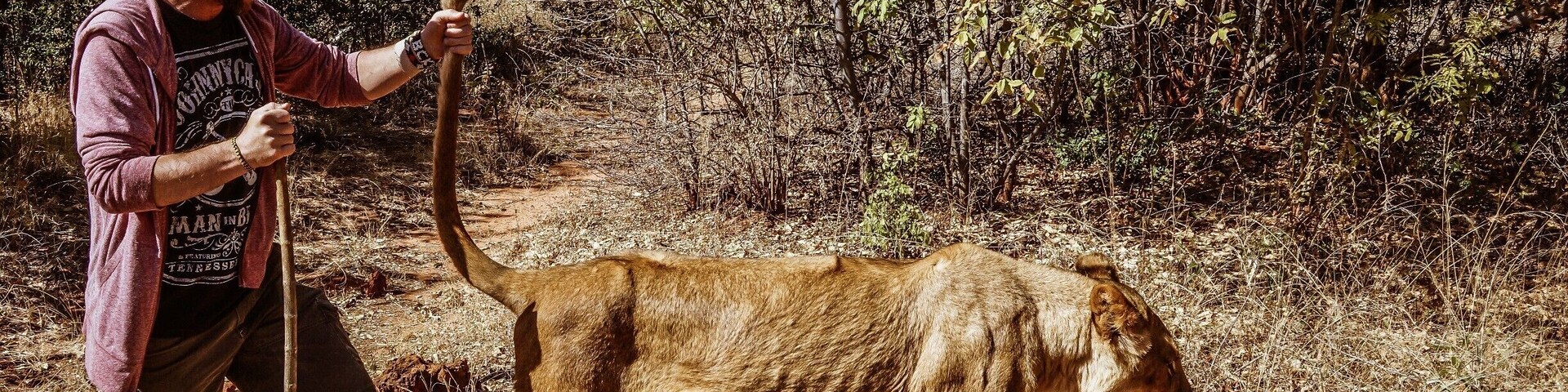 While in Zambia, we decided to check out Mukuni Big five safaris, a local conservation effort that houses and protects animals that have been victims of poachers. A great organization that taught us about lions while we went walking in the bush with the mighty creatures. #colorful