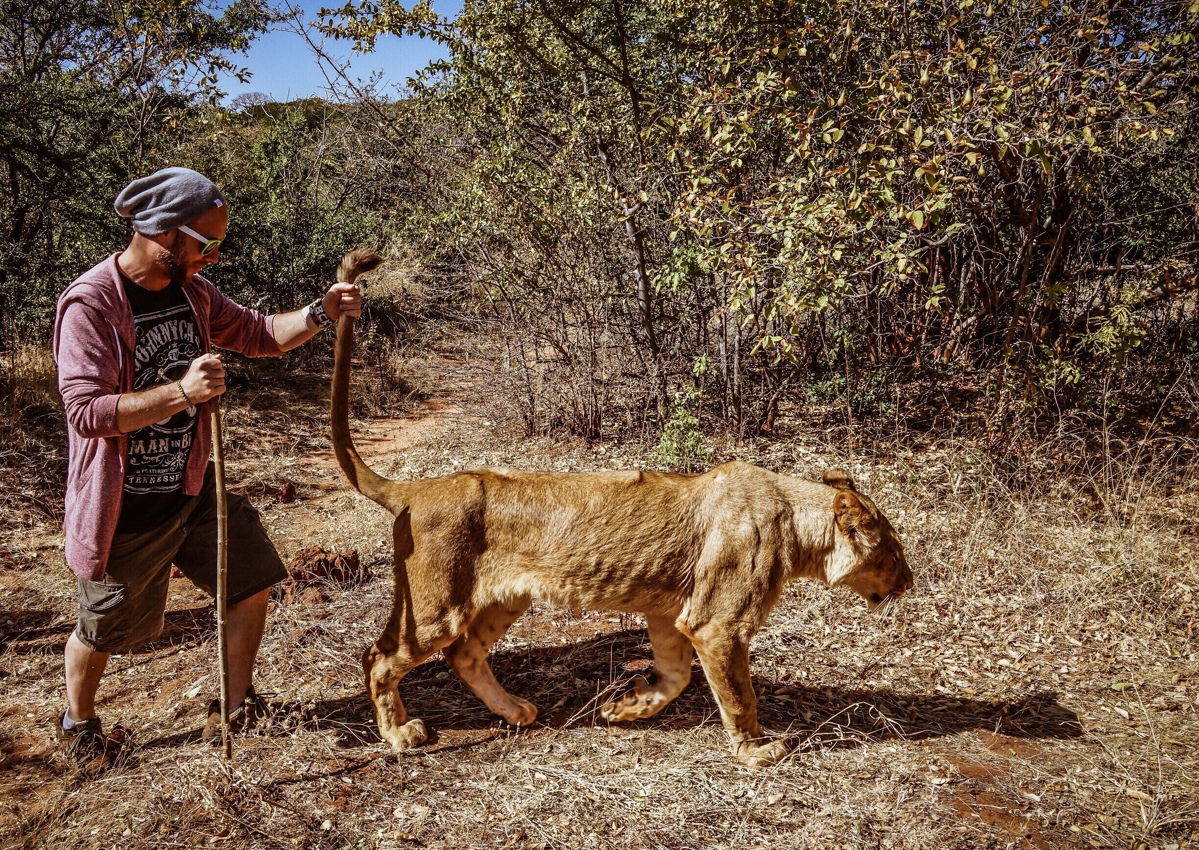 A person leading a large wild cat through a dry, wooded area.