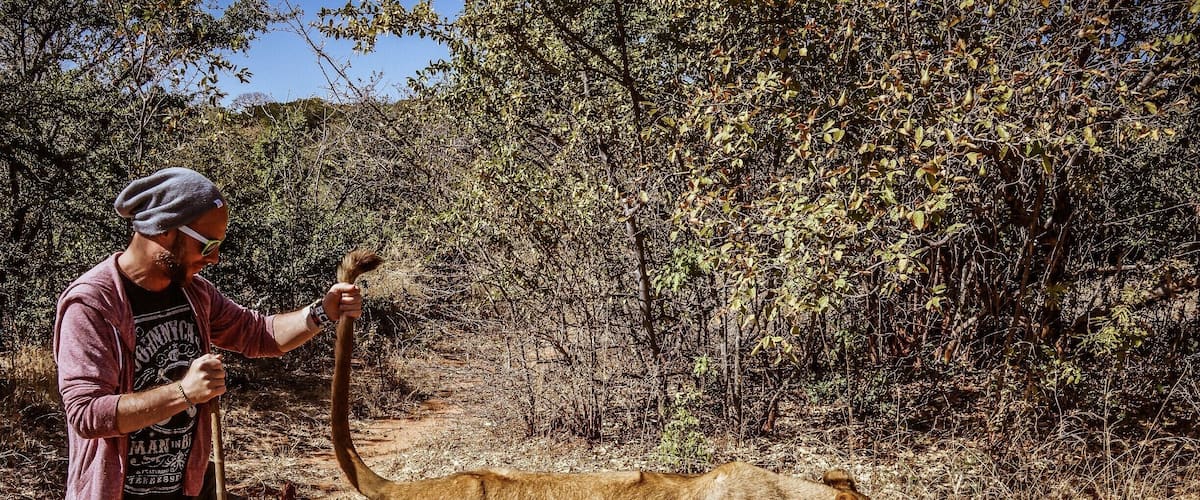 A person leading a large wild cat through a dry, wooded area.