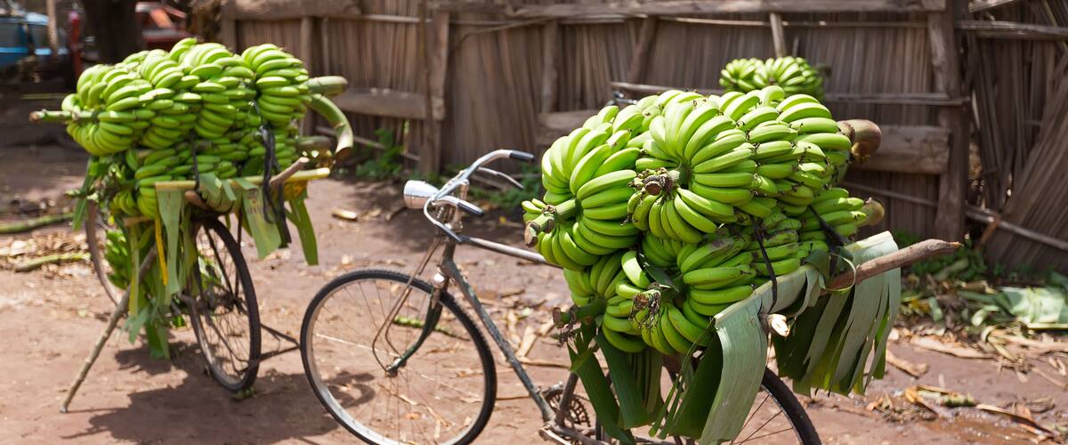 Pile of green African bananas stacking on bicycle at fresh market in Mto wa Mbu village, Arusha Region, Tanzania