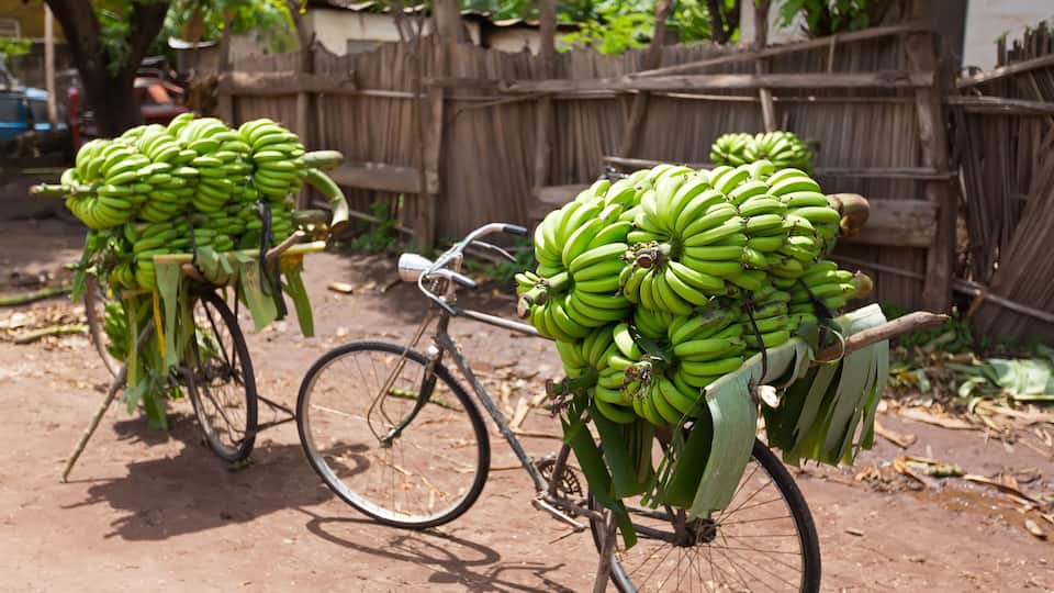Two bicycles loaded with bunches of green bananas parked on a dirt path.