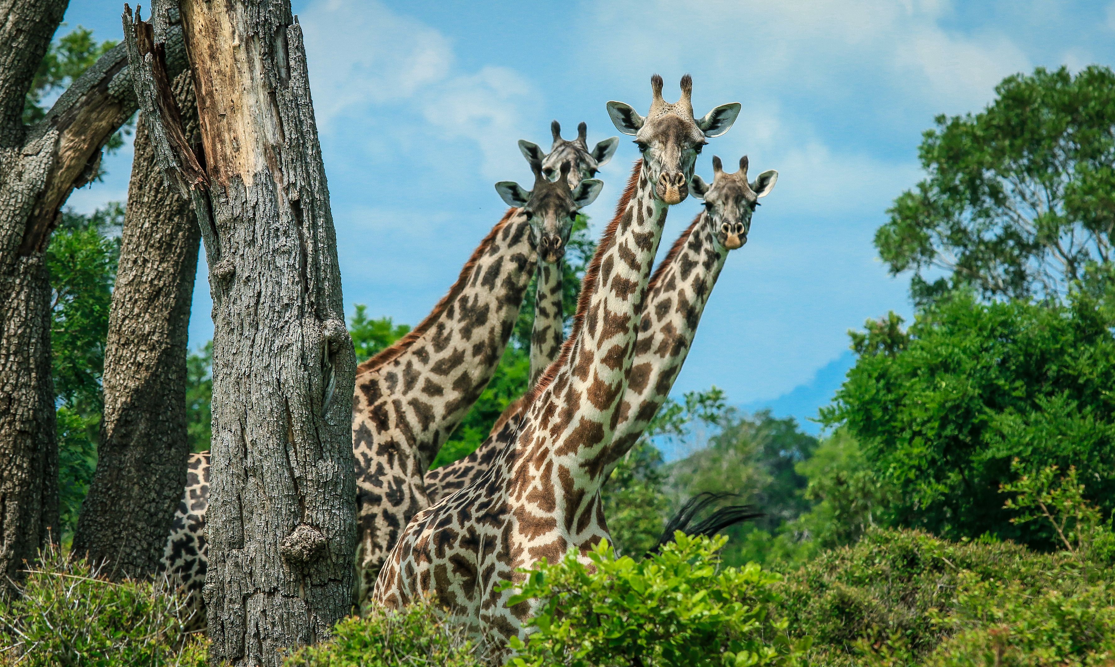 Un groupe de girafes se tient près d’un arbre dans un paysage verdoyant et luxuriant.