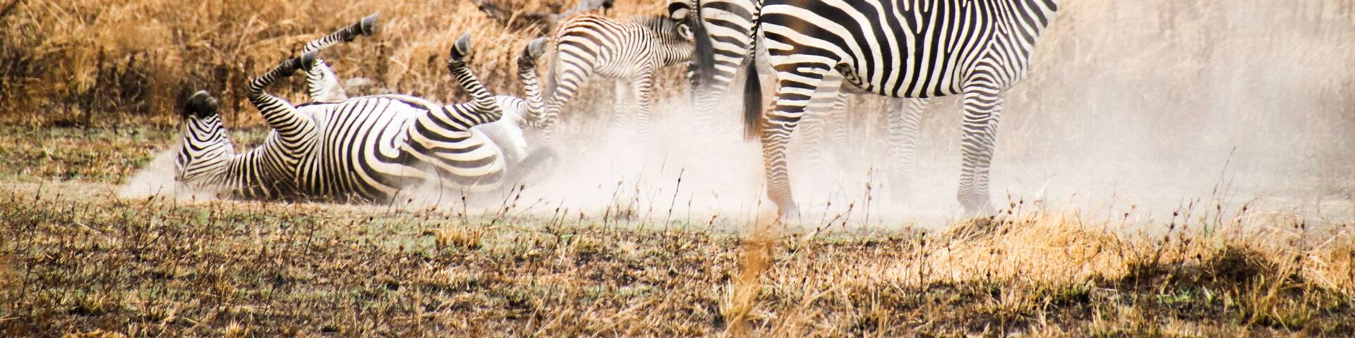 Zebras in a field with dry grass and a clear sky.