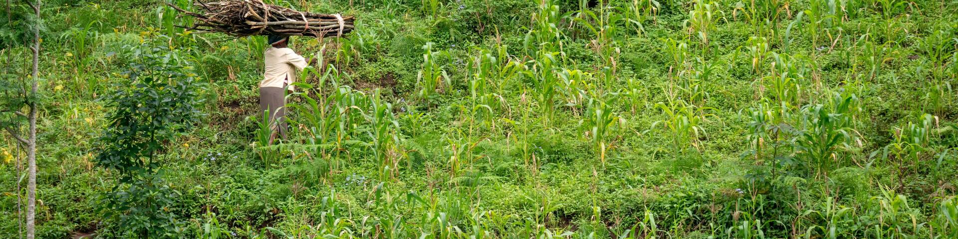 Lushoto, Tanzania - january 2020: A women carrying firewood logs on their heads gping through the mountain jungle in Usambara Mountains