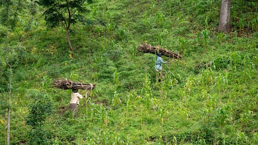 Lushoto, Tanzania - january 2020: A women carrying firewood logs on their heads gping through the mountain jungle in Usambara Mountains