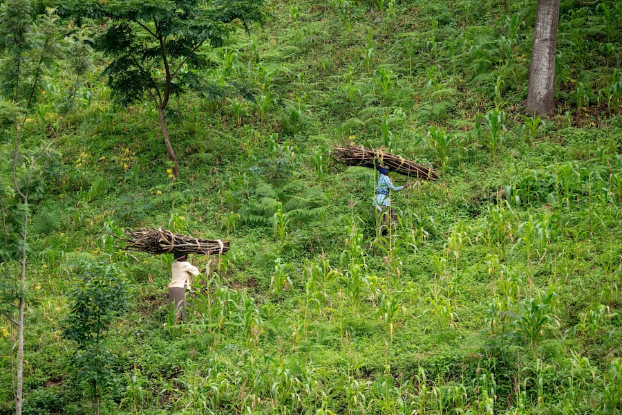 Lushoto, Tanzania - january 2020: A women carrying firewood logs on their heads gping through the mountain jungle in Usambara Mountains