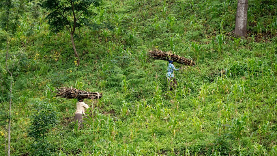 Lushoto, Tanzania - january 2020: A women carrying firewood logs on their heads gping through the mountain jungle in Usambara Mountains