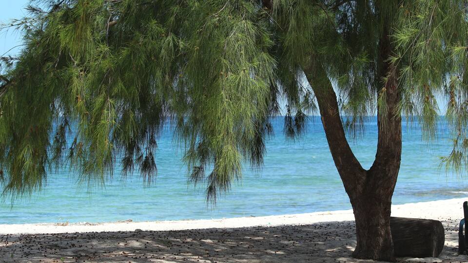 A beach with a large tree and a clear blue sea.