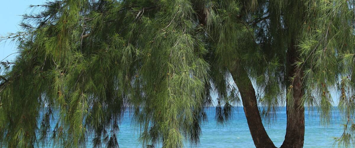 A beach with a large tree and a clear blue sea.
