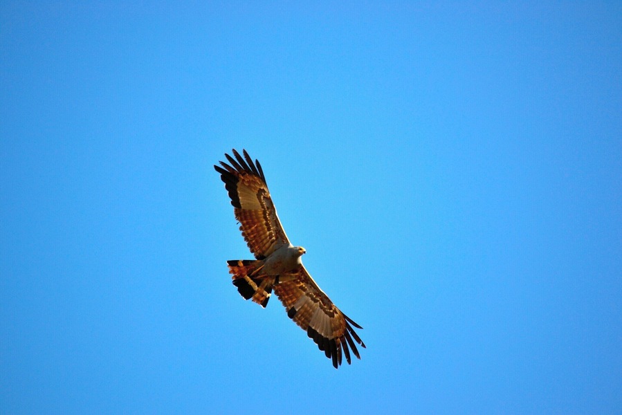 Now, unless you're Liam Neeson and have 'a particular set of skills', capturing birds in flight is a task and a half for amateur photographers such as myself!
However I was quite proud of this shot, especially the detail on the underside of the wings.
Obviously this is a bird of prey, but I am unsure as to what it is exactly. I am hoping that the ornithologists out there may be able to help me.