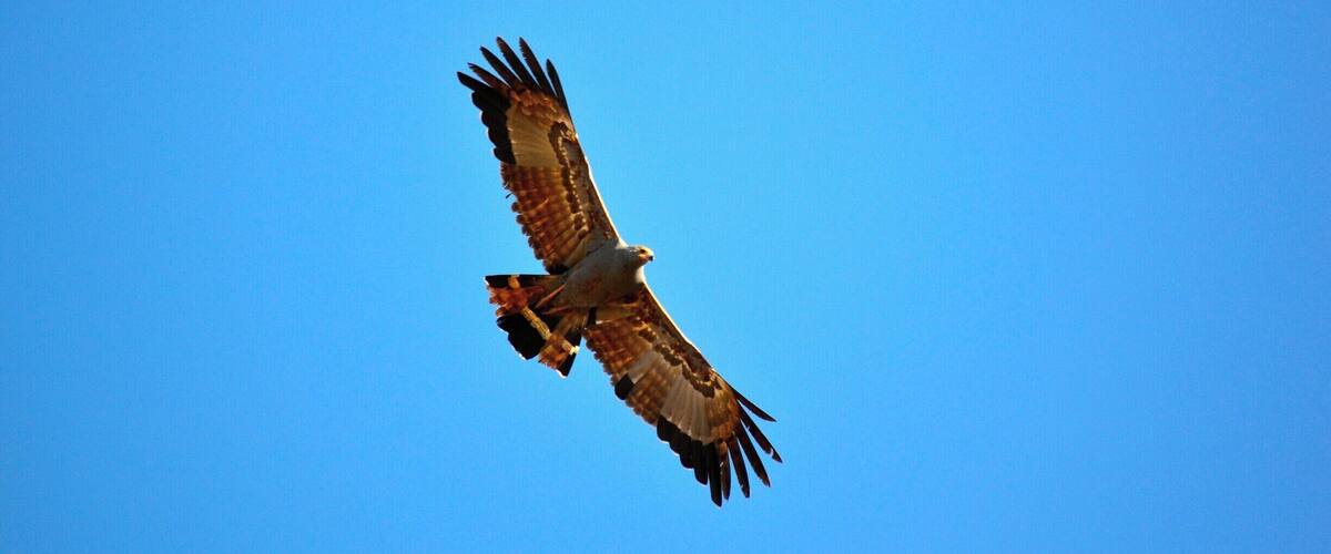 A bird of prey in flight against a clear blue sky.