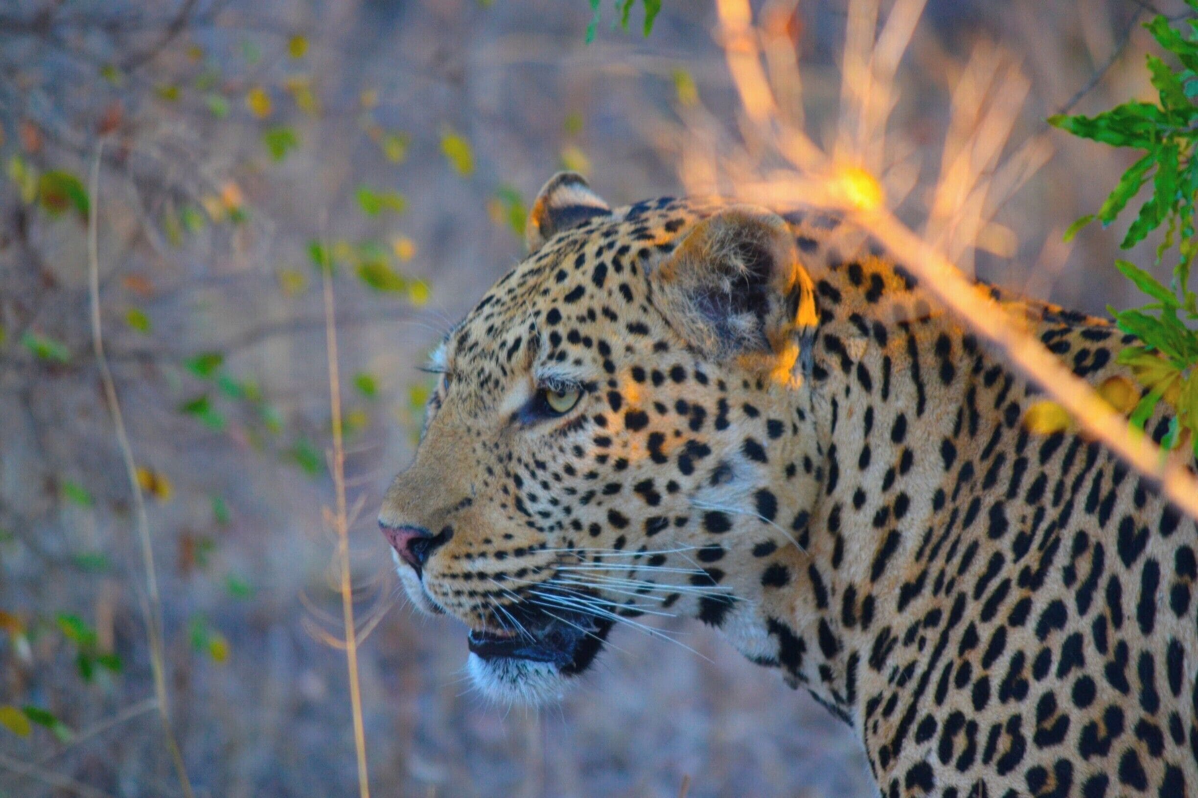 A leopard with a spotted coat, surrounded by dry grass and sparse foliage.