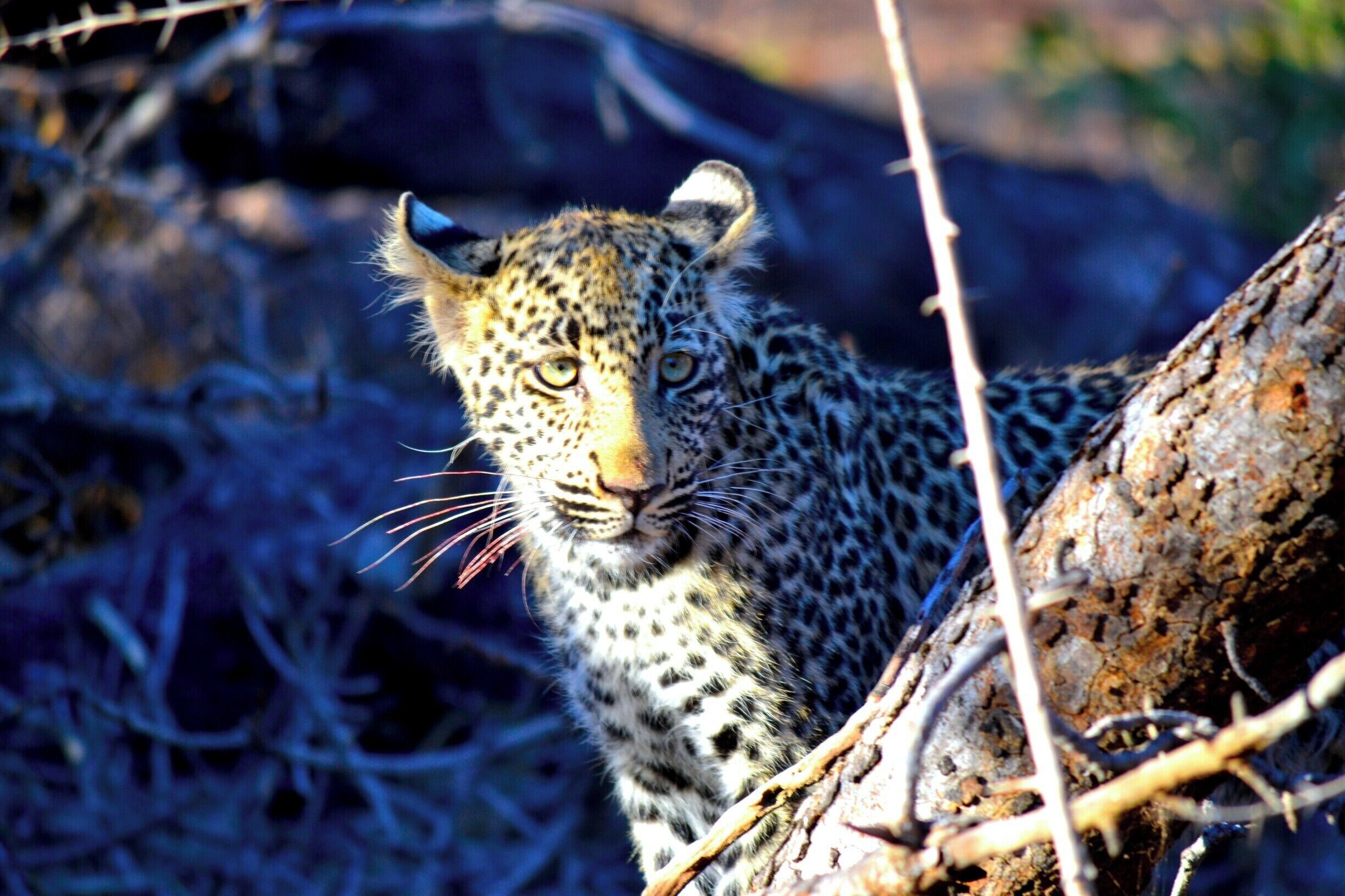 Male leopard cub, about 5 months old.

Spotted (pardon the pun!) on the 27th July 2015, he was such an inquisitive and gorgeous creature. 

At one point he scaled a tree branch right above my head and I seriously thought he would jump into the vehicle!
