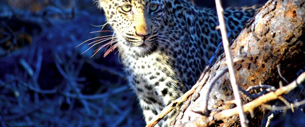Male leopard cub, about 5 months old.
Spotted (pardon the pun!) on the 27th July 2015, he was such an inquisitive and gorgeous creature.
At one point he scaled a tree branch right above my head and I seriously thought he would jump into the vehicle!