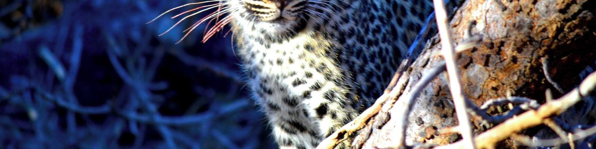 Male leopard cub, about 5 months old.
Spotted (pardon the pun!) on the 27th July 2015, he was such an inquisitive and gorgeous creature.
At one point he scaled a tree branch right above my head and I seriously thought he would jump into the vehicle!