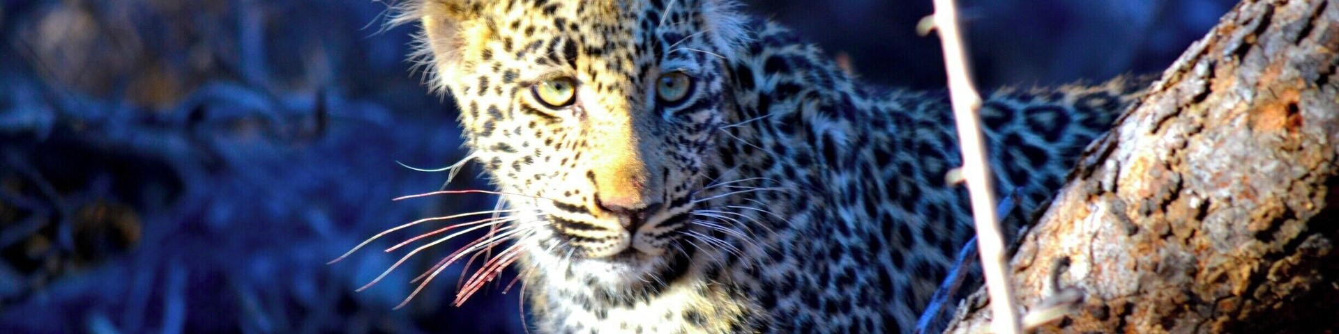 Male leopard cub, about 5 months old.
Spotted (pardon the pun!) on the 27th July 2015, he was such an inquisitive and gorgeous creature.
At one point he scaled a tree branch right above my head and I seriously thought he would jump into the vehicle!